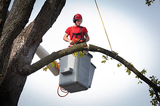 Best Tree Removal Near Me  in USA